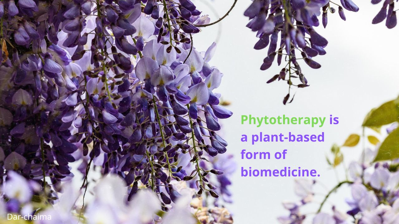 Phytotherapy at Dar-chaima