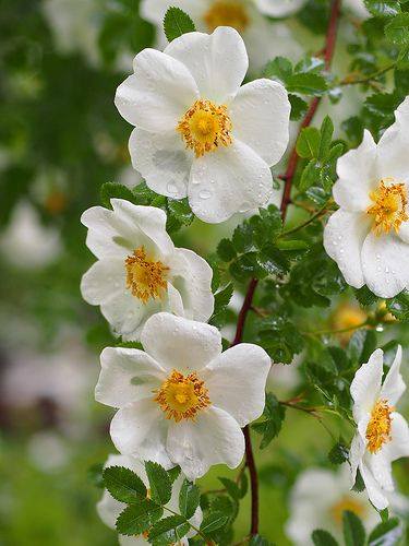 Dog Rose